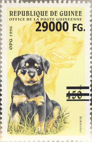 Dogs - Issue of Guinée postage stamps