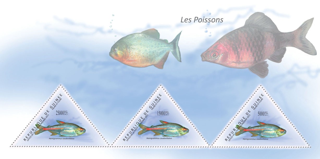 Fishes, (Hemigrammus caudovittatus). - Issue of Guinée postage stamps