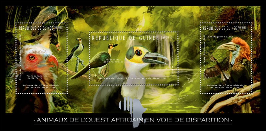 Endangered Animals of West Africa,  Birds, (Trigonoceps occipitalis, Picathartes gymnocephalus, Ceratogymna elata). - Issue of Guinée postage stamps