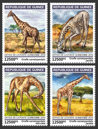 Giraffes - Issue of Guinée postage stamps